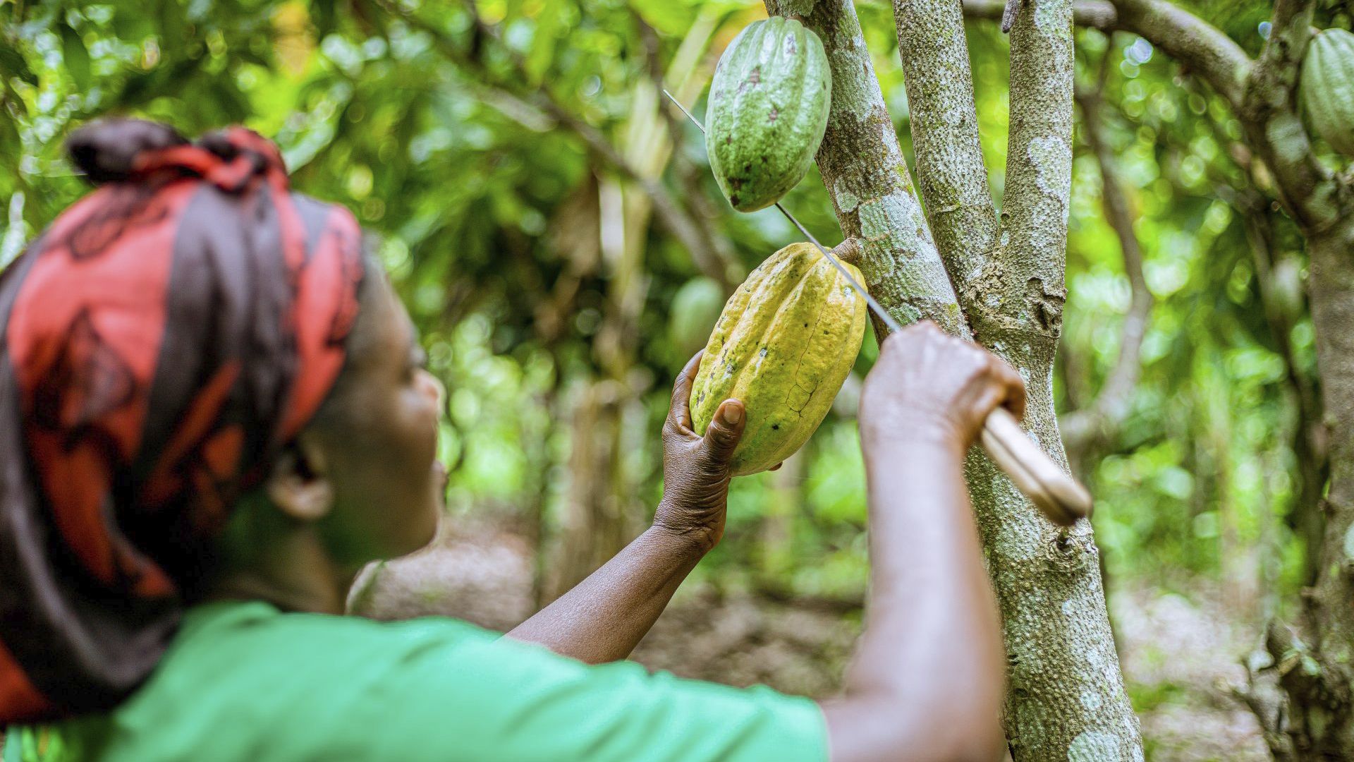 Skörd av Forastero-kakaofrukter i Ghana.