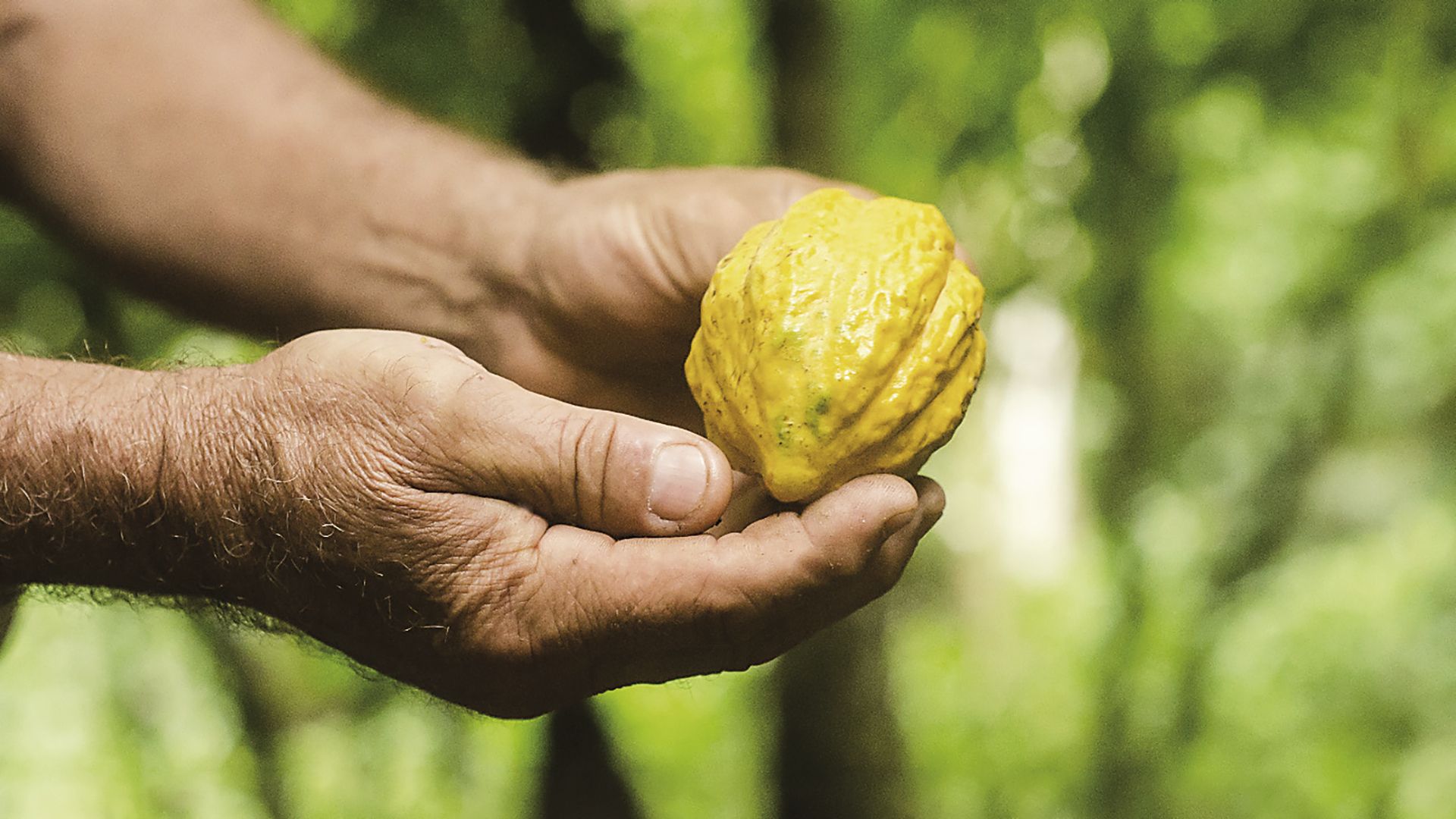 Kakaofrukt från Beni i Bolivia.