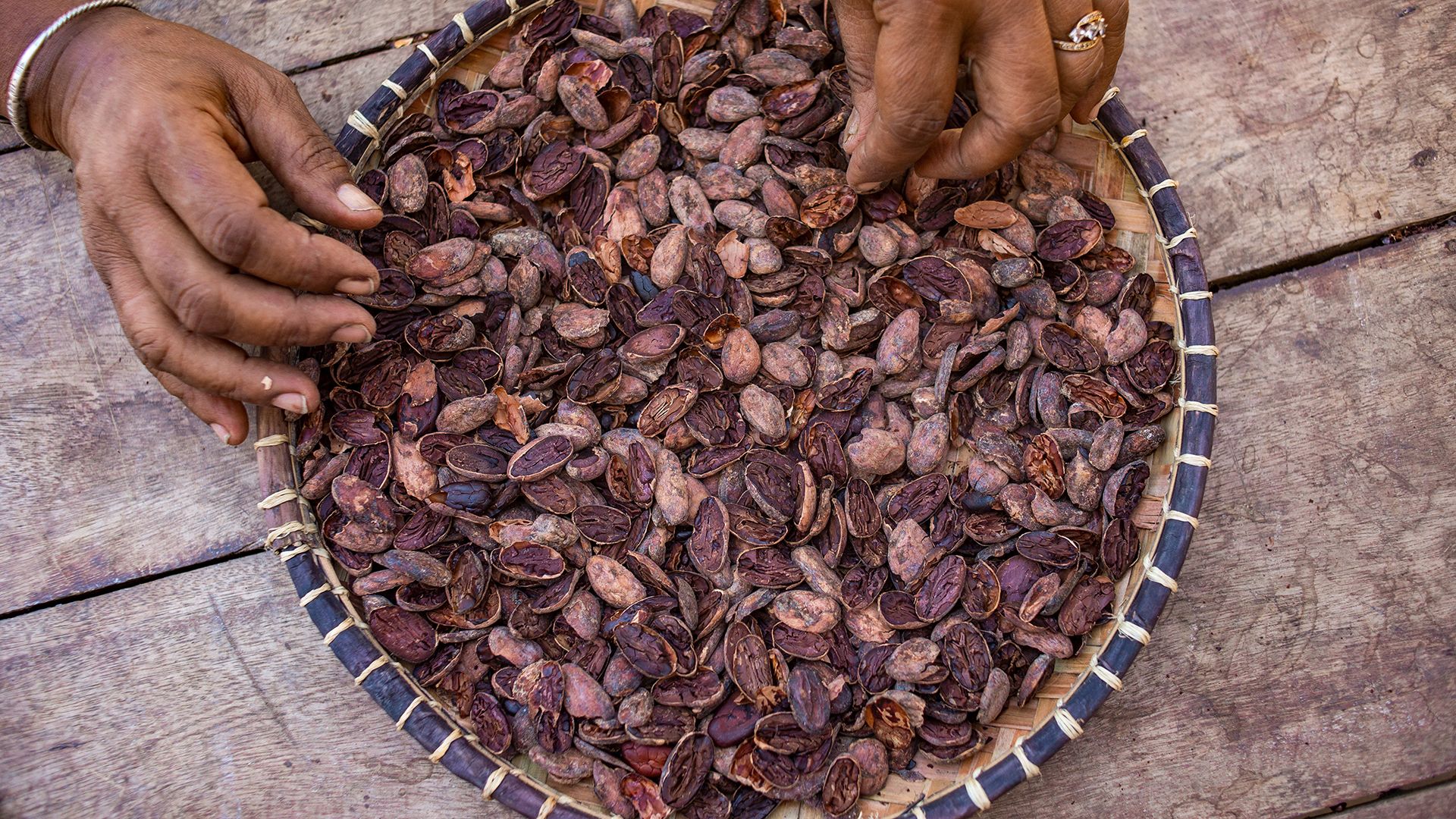 Kontroll av kakaobönor.