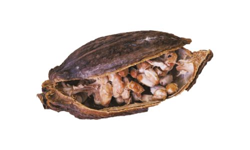 Felchlin, torkad kakaofrukt, öppen